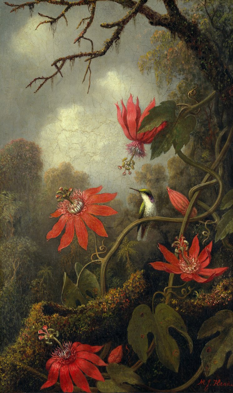 Kolibri och passionsblommor, ca 1875–85 av Martin Johnson Heade