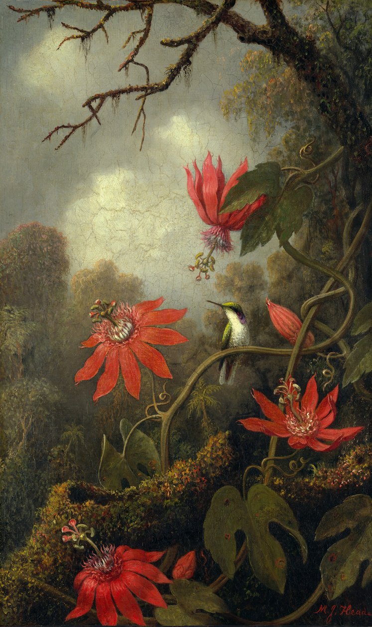 Kolibri och passionsblommor, ca. 1875-85. av Martin Johnson Heade