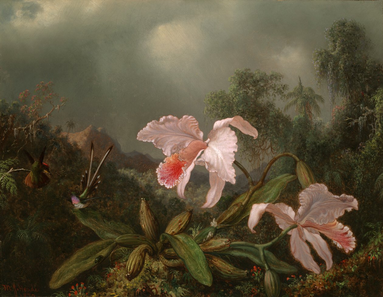 Djungel orkidéer och kolibrier av Martin Johnson Heade