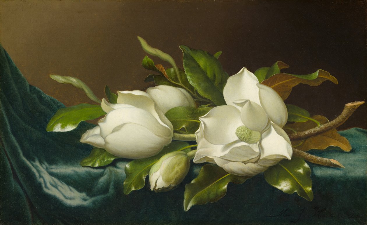 Magnolior på ljusblå sammetsduk av Martin Johnson Heade