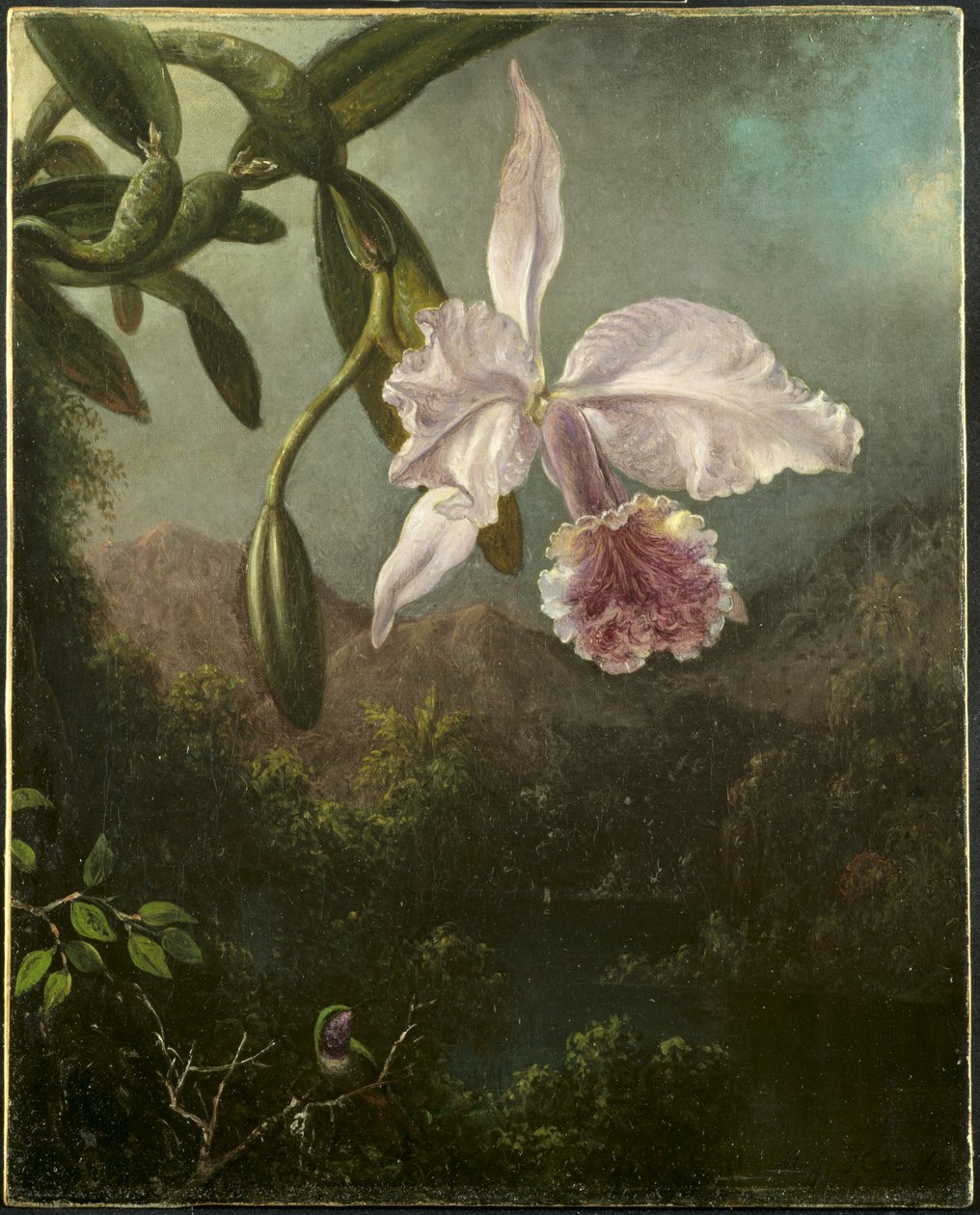 Orkidé blommar av Martin Johnson Heade