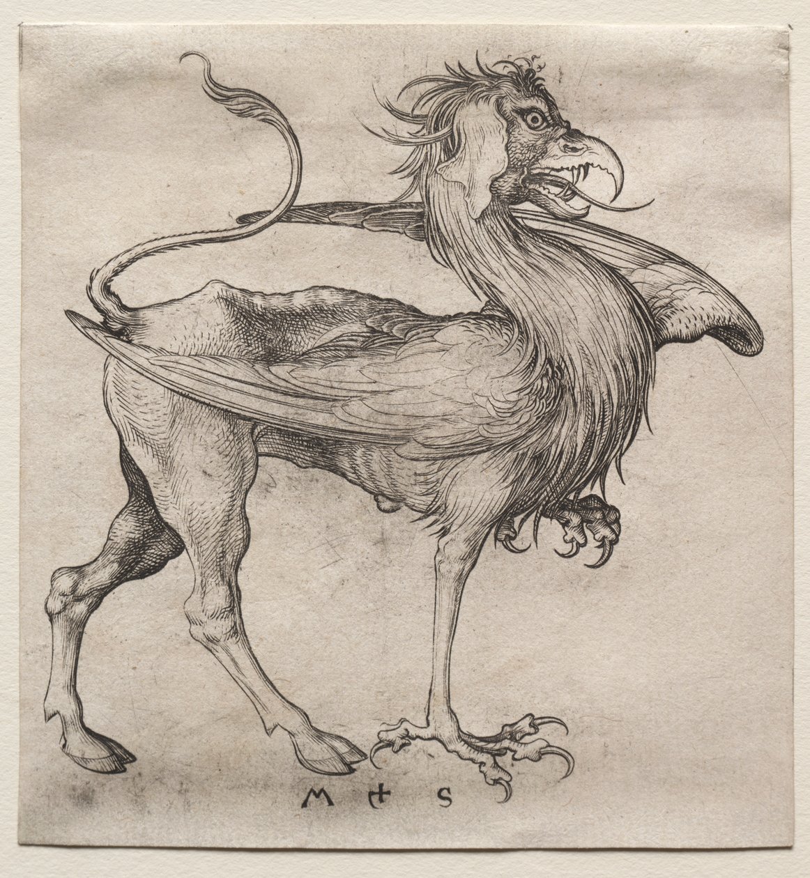 Griffin av Martin Schongauer