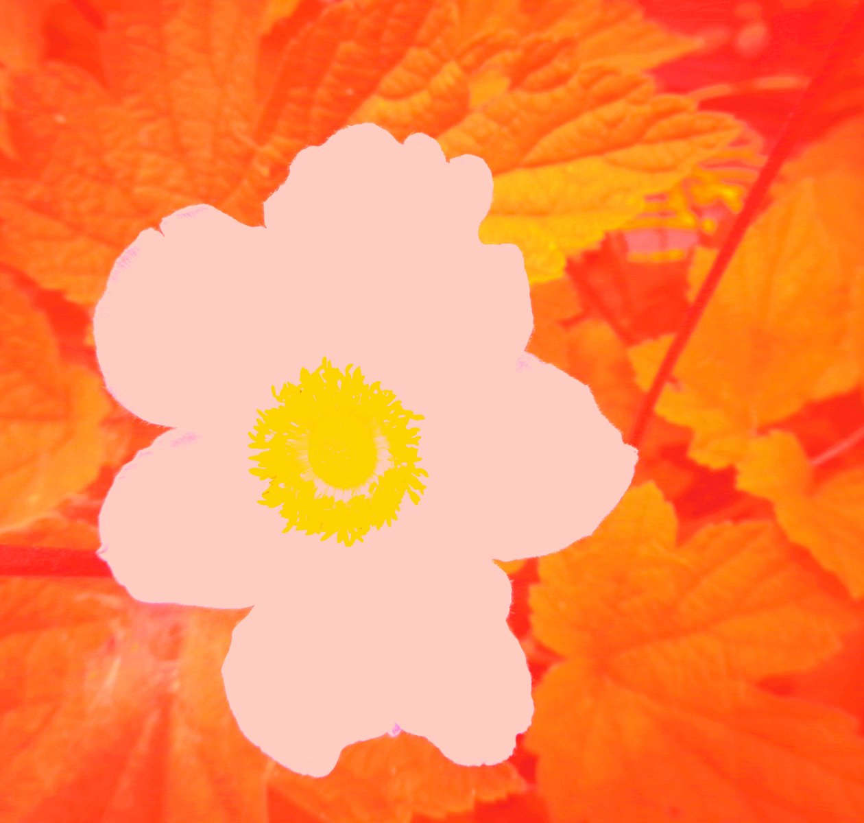 Blume (hyllning till Andy Warhol) av Martina Konitzky