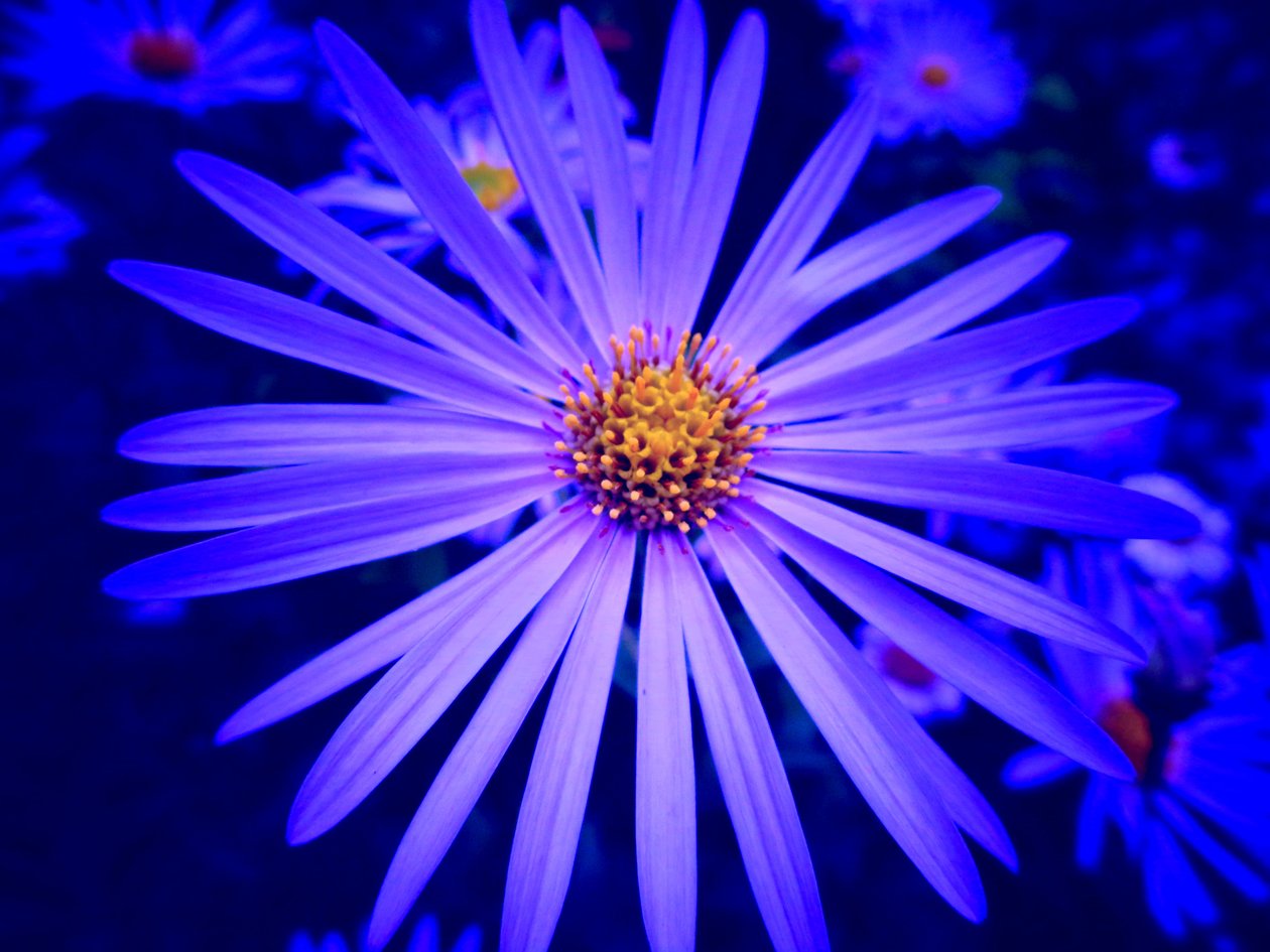 Blume av Martina Konitzky