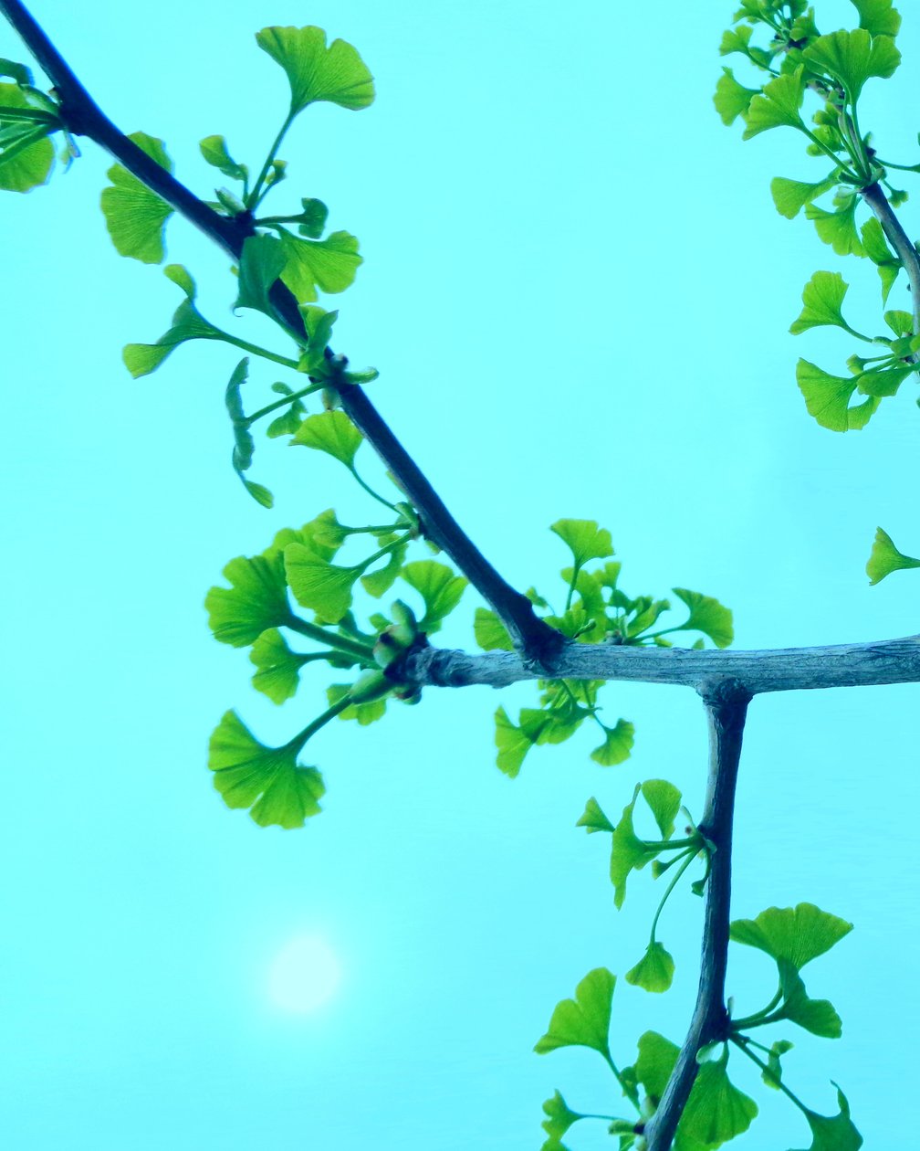 turkisk Gingko av Martina Konitzky