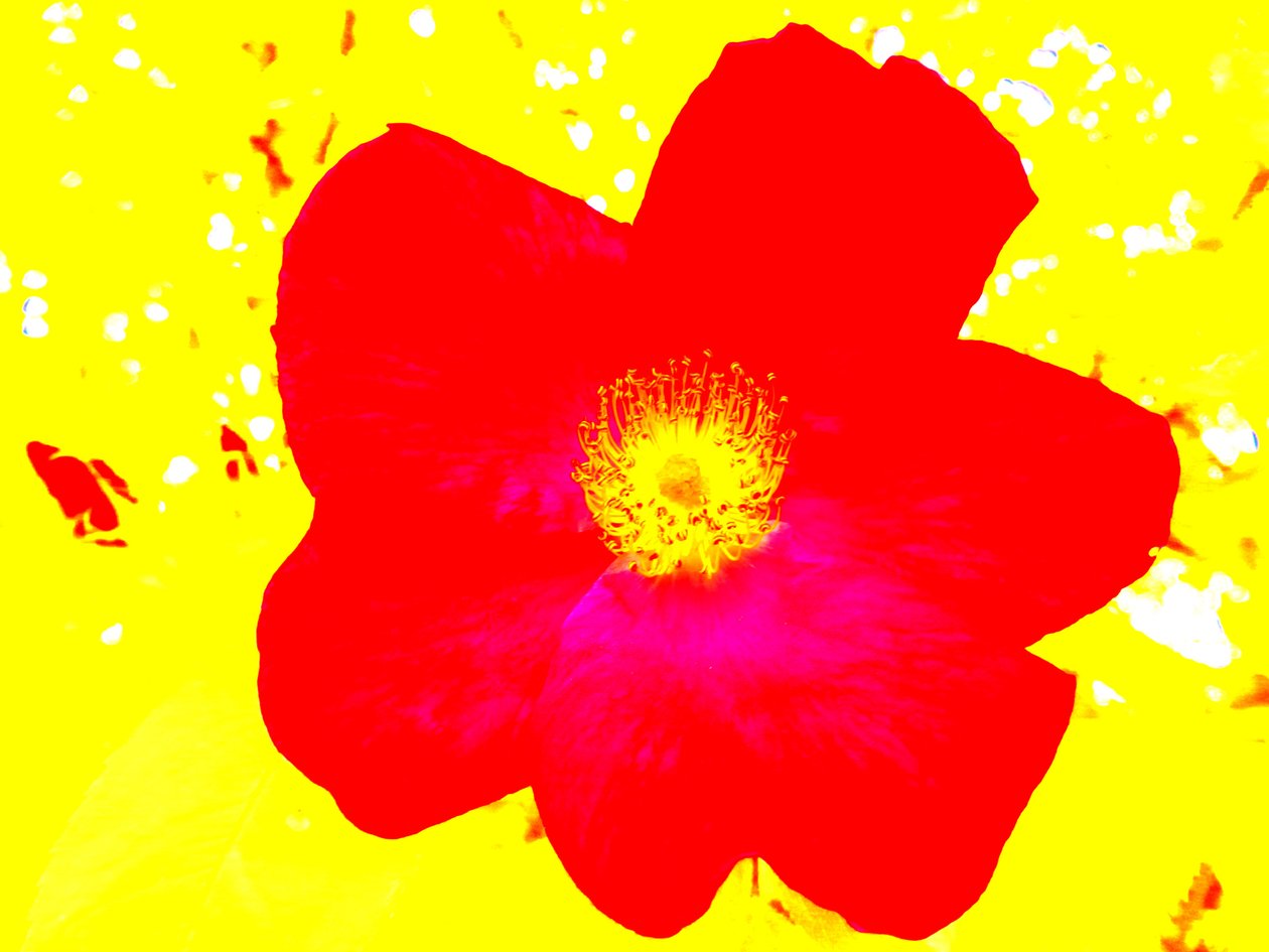 Popkonsthyllning Andy Warhol av Martina Konitzky