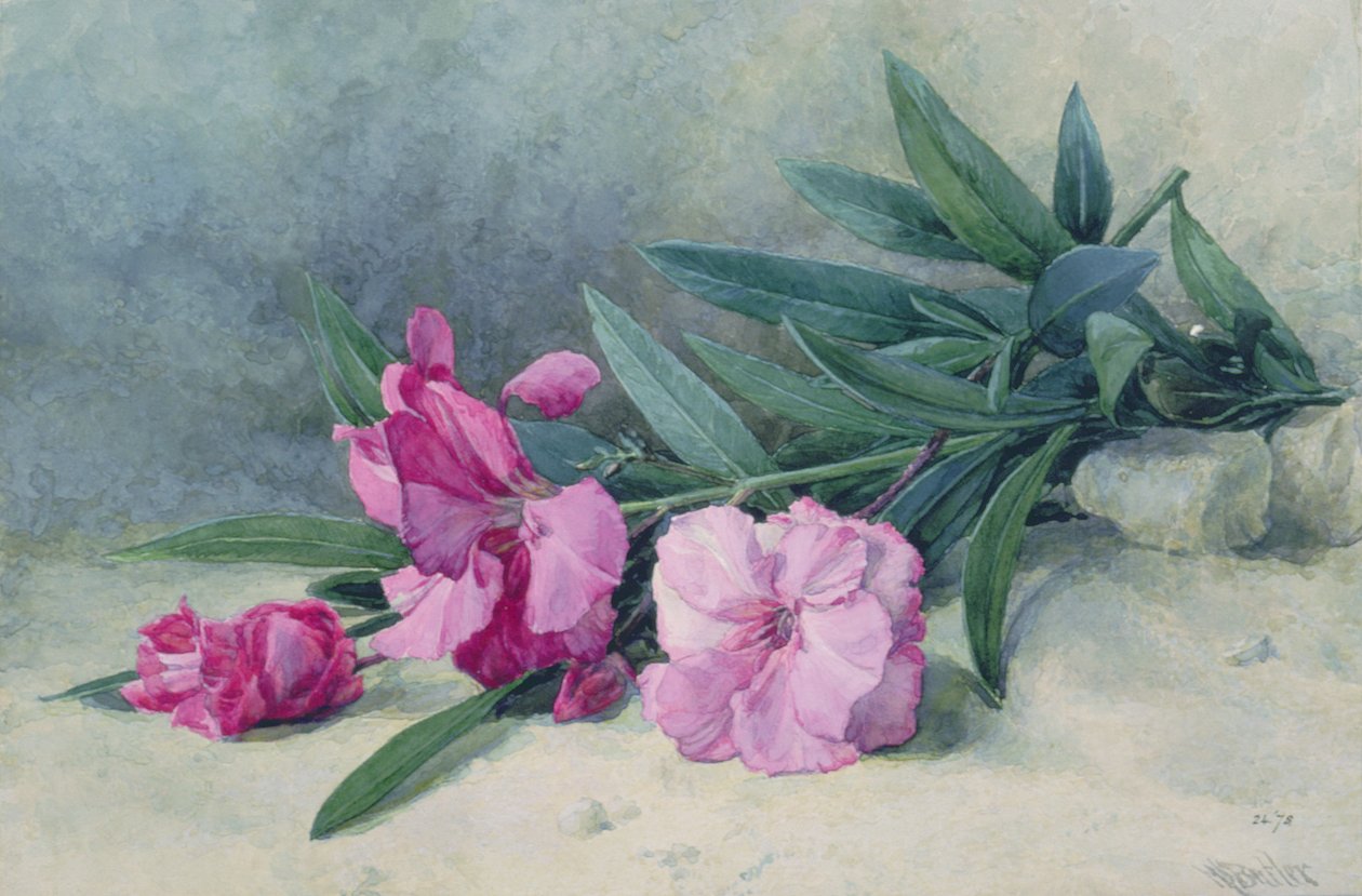 Oleander Blossom (akvarel) sved av Mary E. Butler