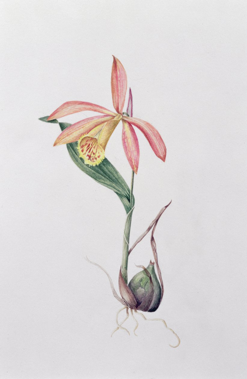 Pleione Zeus Wildstein (wc på papper) av Mary Kenyon Slaney