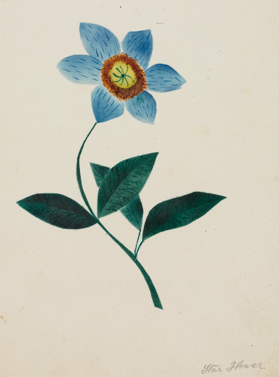 Stjärnblomma. av Mary Altha Nims