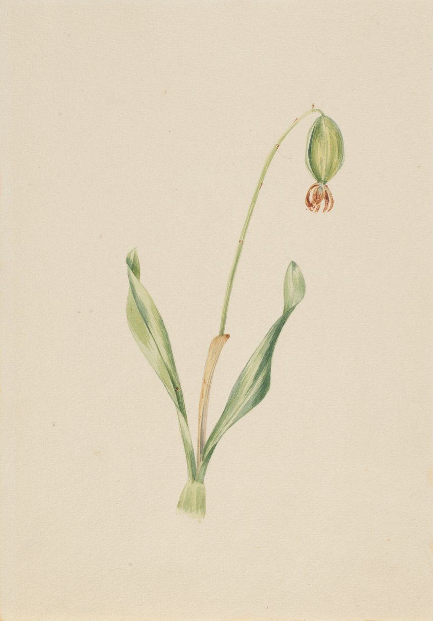 (Utan titel) (Växtstudie) av Mary Vaux Walcott