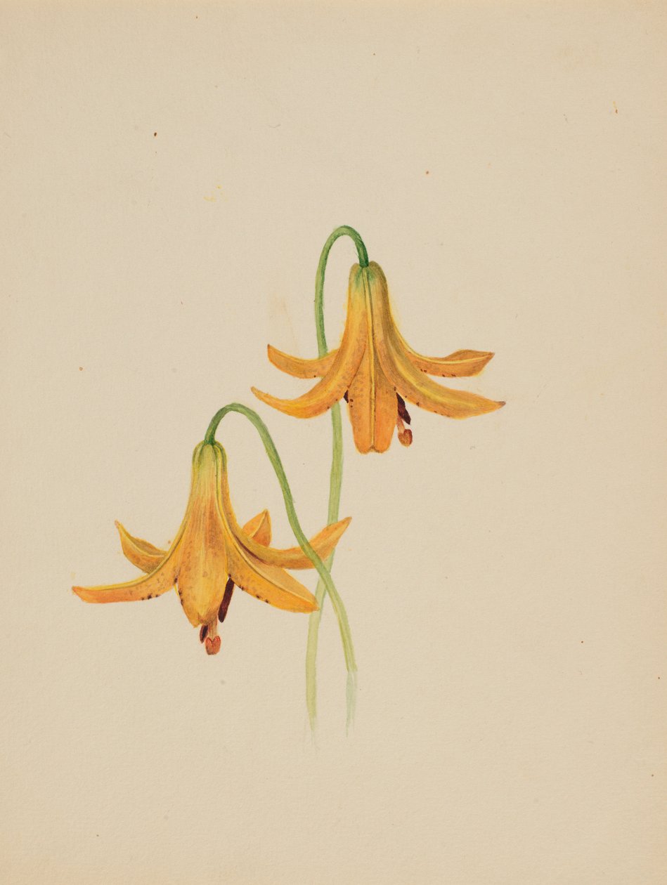 (Utan titel--Blomststudie) av Mary Vaux Walcott