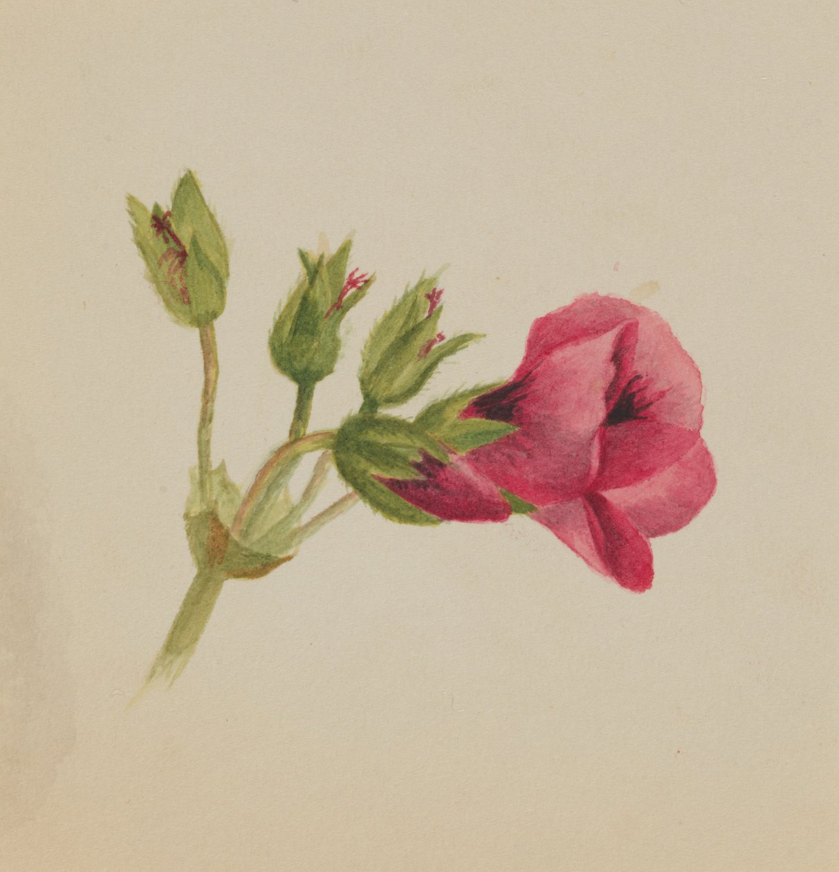 (Utan titel--Blomststudie) av Mary Vaux Walcott