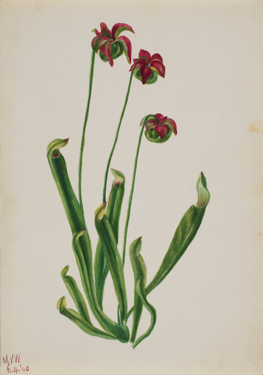 (Utan titel--Blomststudie) av Mary Vaux Walcott