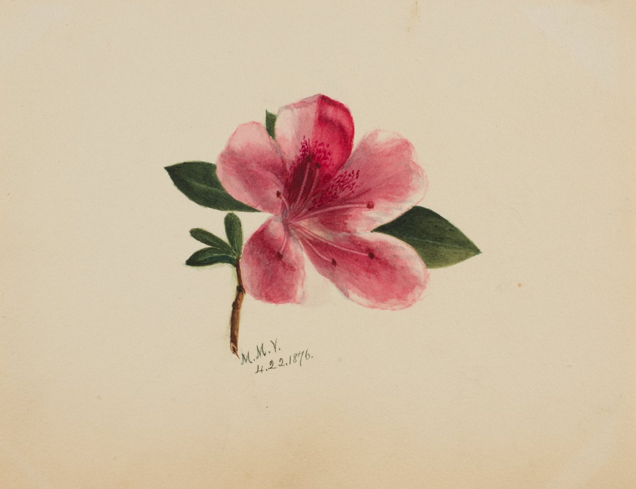 (Utan titel--Blomststudie) av Mary Vaux Walcott