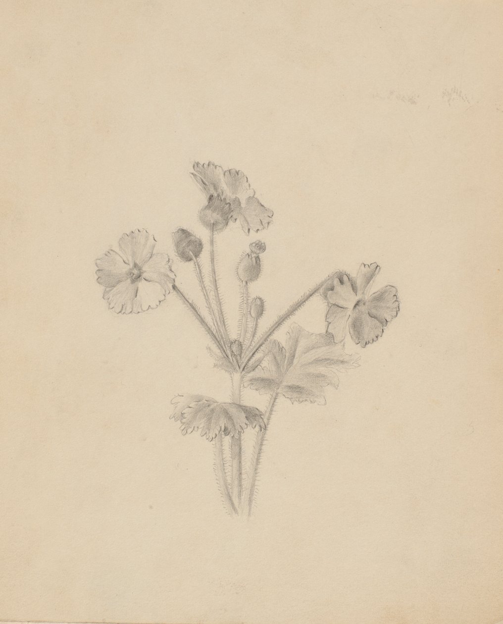 (Utan titel--Plantstudie) av Mary Vaux Walcott
