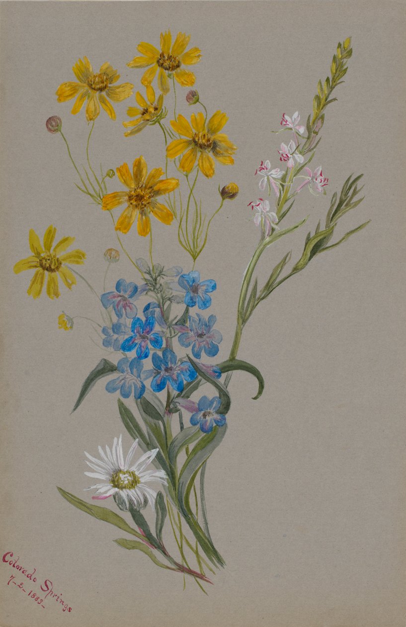 (Utan titel, grupp av blommor) av Mary Vaux Walcott
