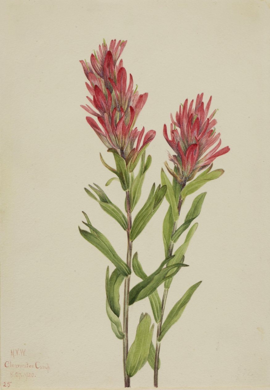 Alberta Paintbrush Castilleja miniata, 1920. av Mary Vaux Walcott