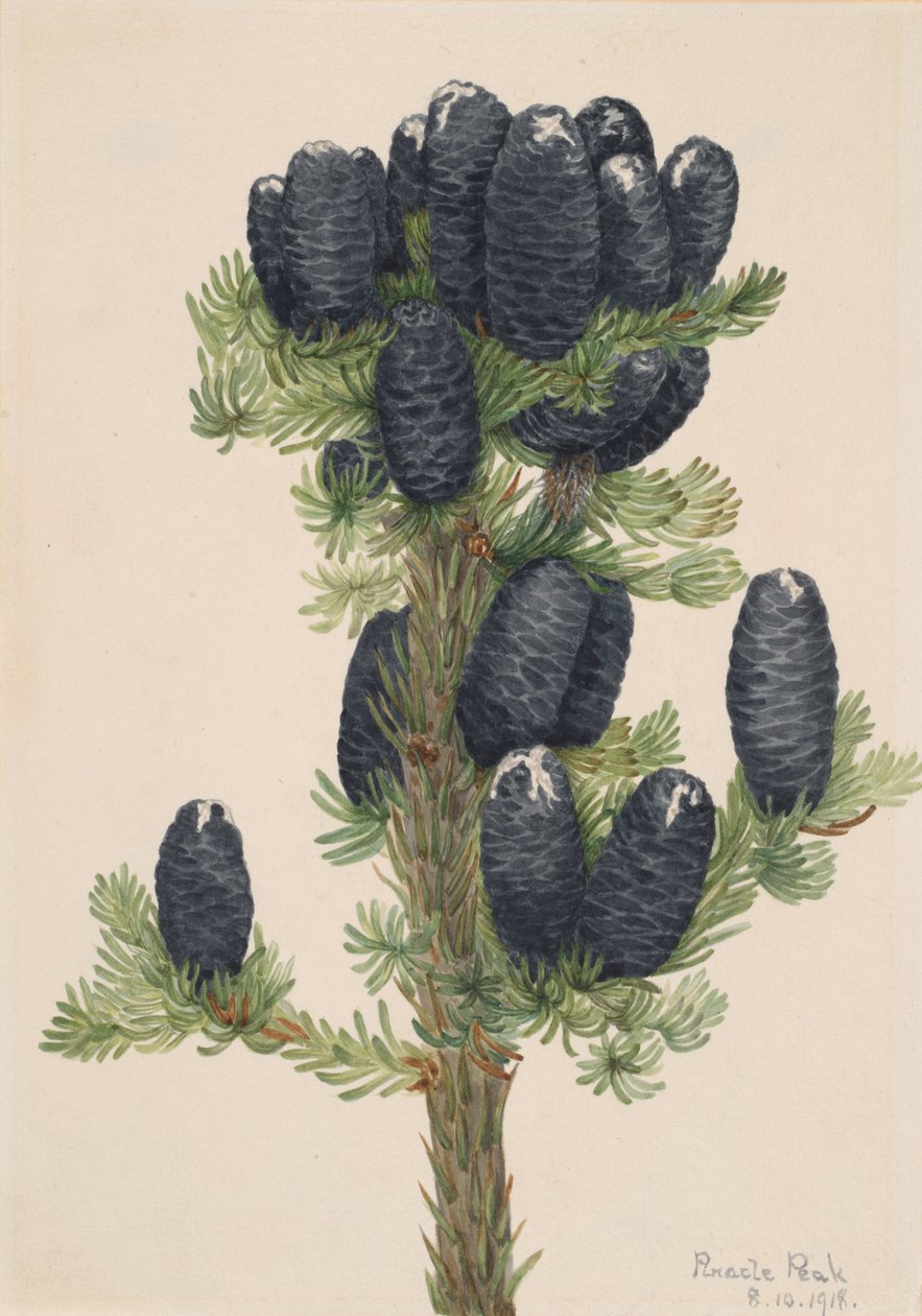 Alpgran Abies lasiocarpa, 1918. av Mary Vaux Walcott