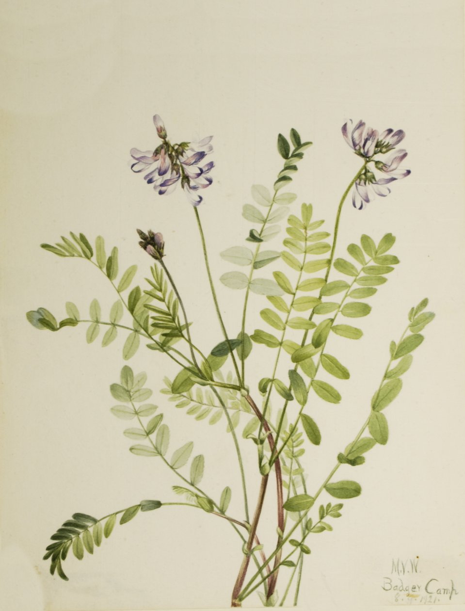 Alpine Milkvetch Astragalus alpinus, 1921. av Mary Vaux Walcott