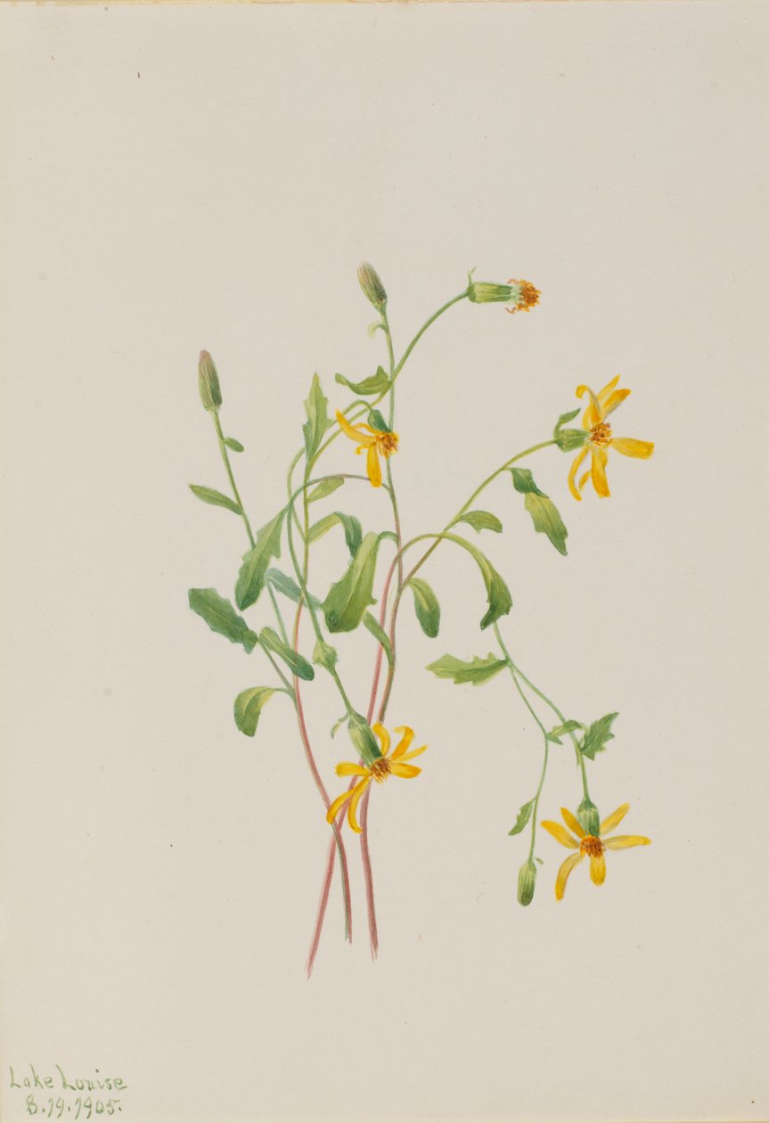 Senecio arter av fjällört, 1905. av Mary Vaux Walcott