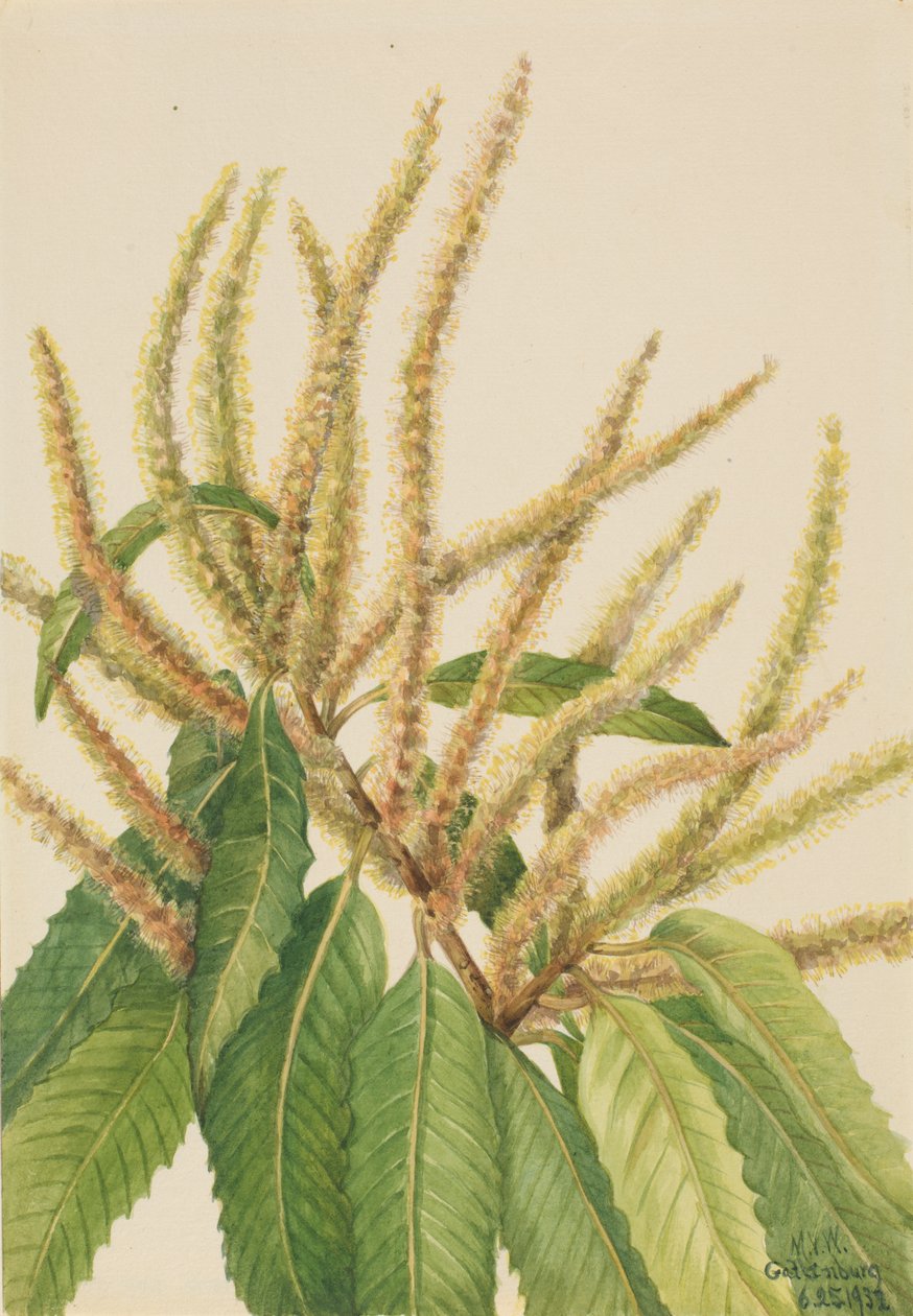 Amerikansk kastanj Castanea dentata, 1932. av Mary Vaux Walcott