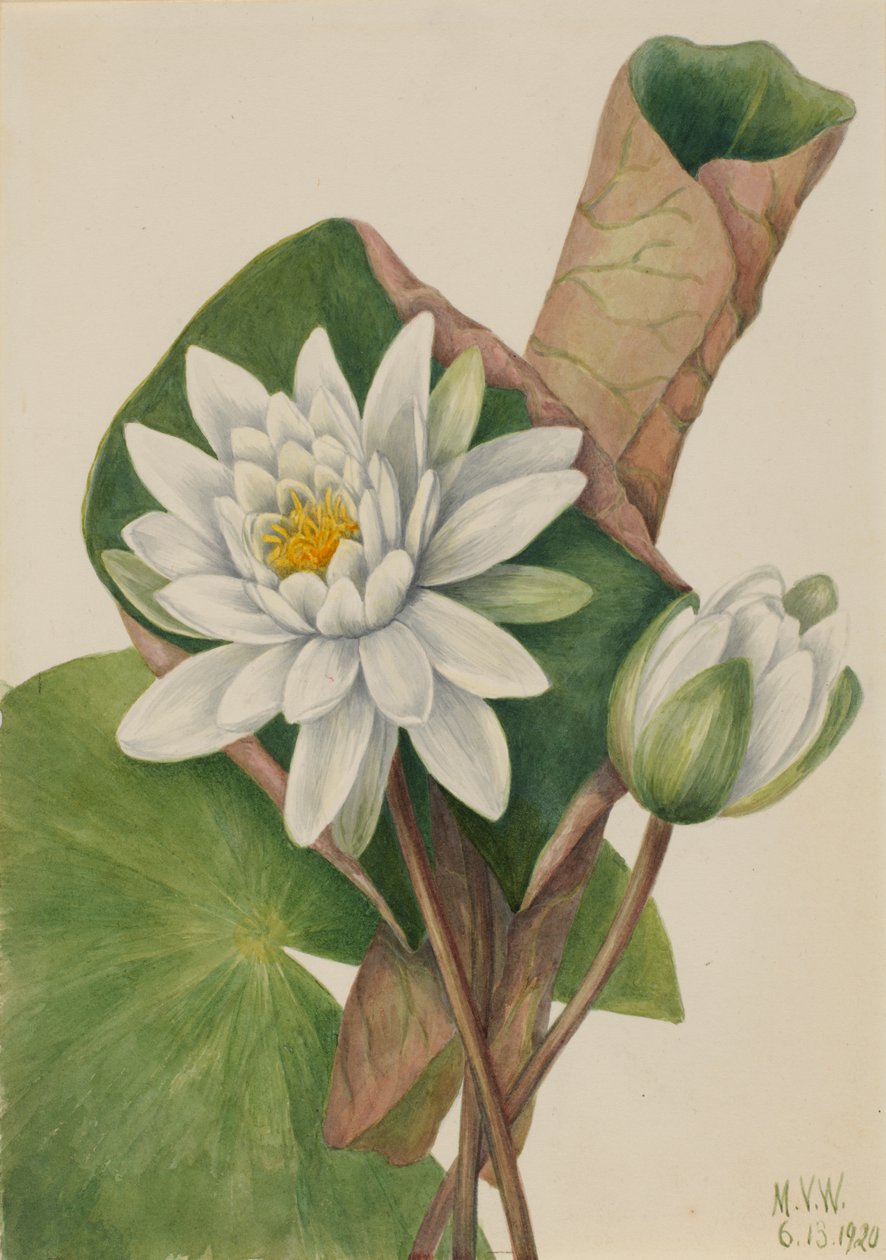 Amerikansk näckros Castalia odorata, 1920. av Mary Vaux Walcott