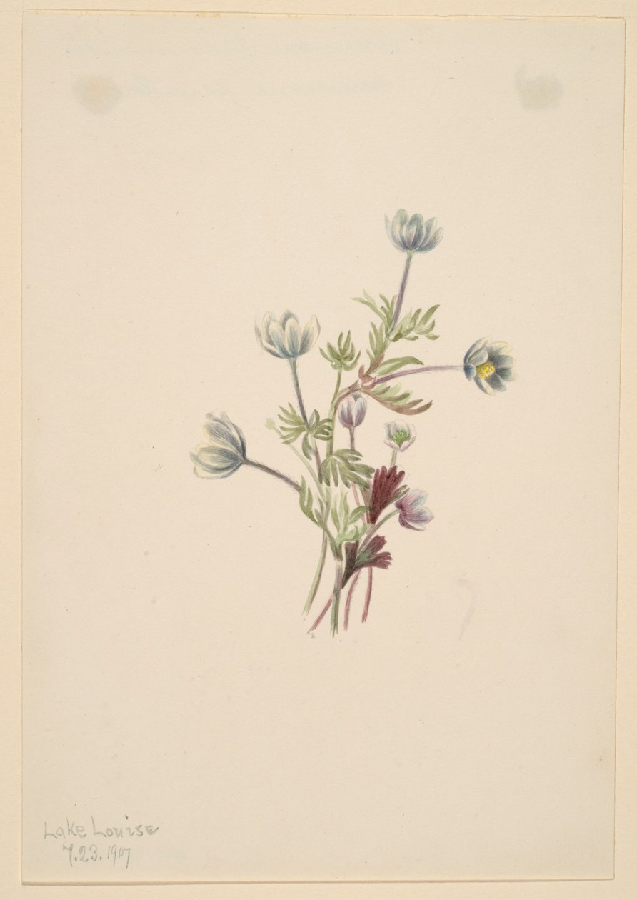Anemone (Anemone drummondii) av Mary Vaux Walcott