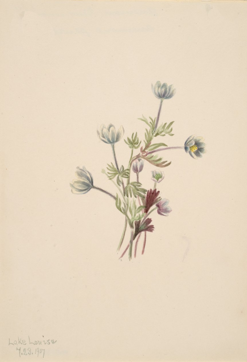 Anemone Anemone drummondii, 1907. av Mary Vaux Walcott