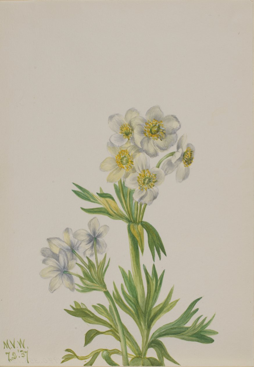 Anemone Anemone zephyra, 1937. av Mary Vaux Walcott