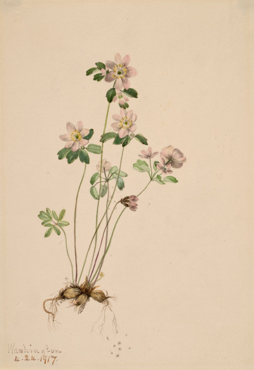 Anemonella Syndesmon thalictroides, 1917. av Mary Vaux Walcott