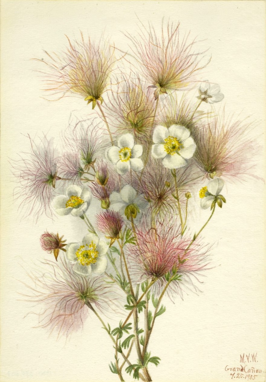 Apacheplym (Fallugia paradoxa) av Mary Vaux Walcott