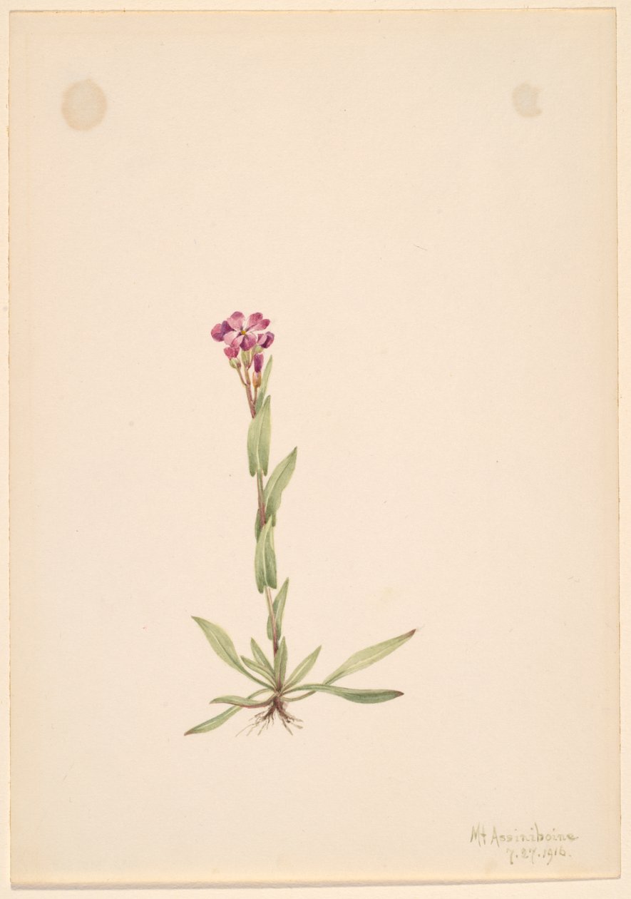 Arabis lyallii, 1916. av Mary Vaux Walcott