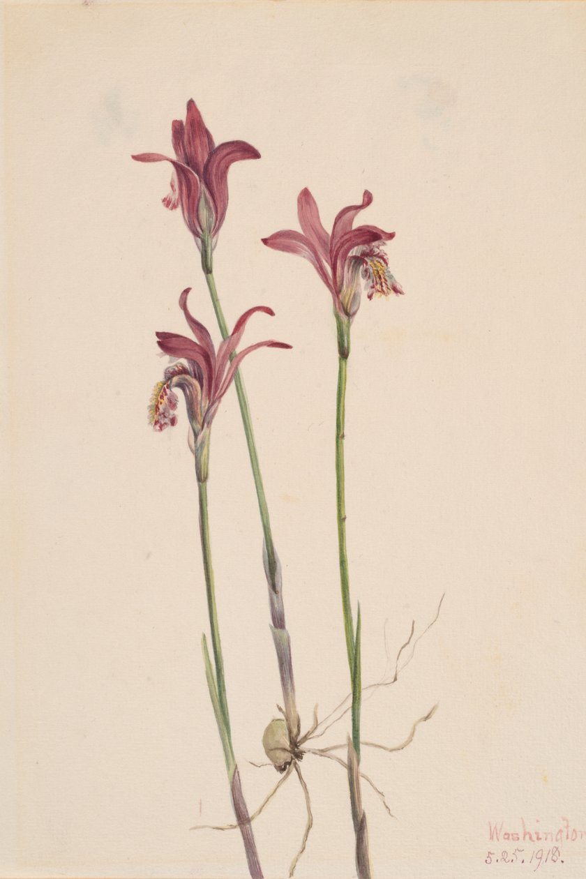 swedish av Mary Vaux Walcott