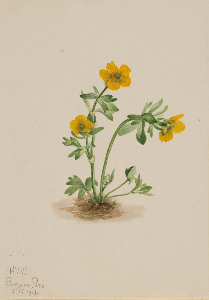 Avalanche Smörblom Ranunculus suksdorfii, 1919. av Mary Vaux Walcott