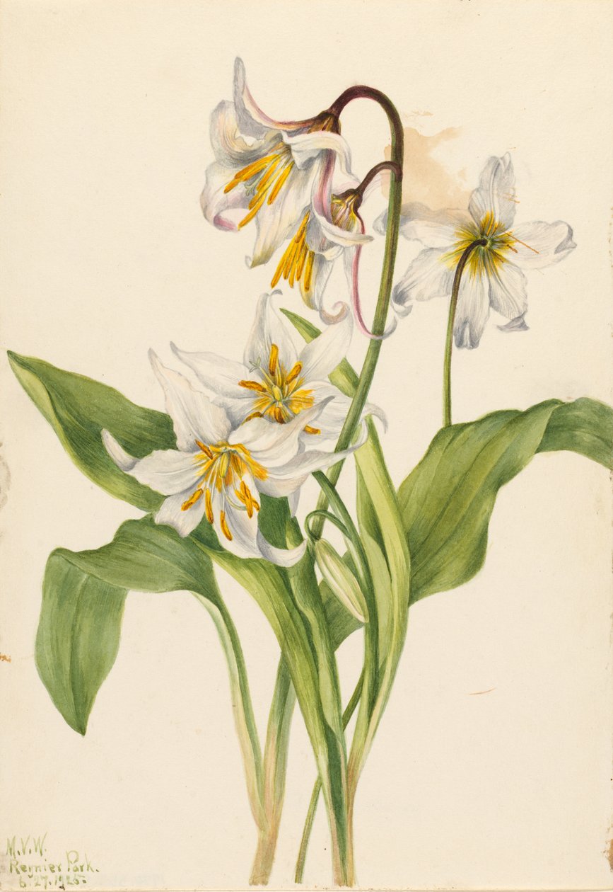 Lavinlilja (Erythronium montanum) av Mary Vaux Walcott