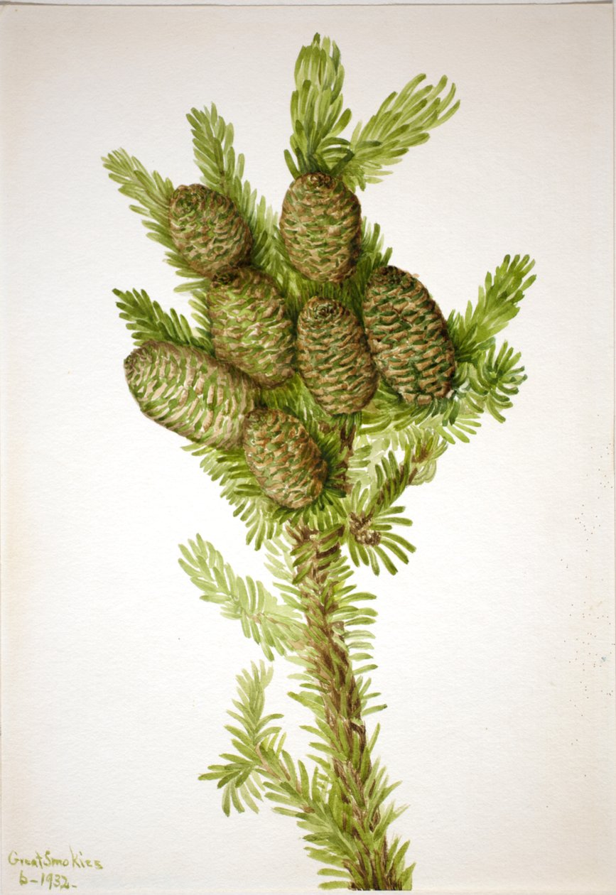 Balsamgran Albies fraseri, 1932. av Mary Vaux Walcott