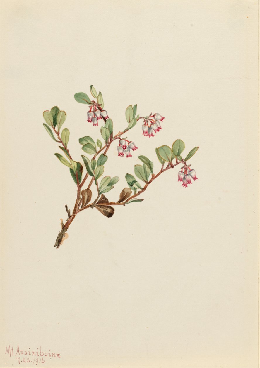 Björnbär (Arctostaphylos uva-ursi) av Mary Vaux Walcott