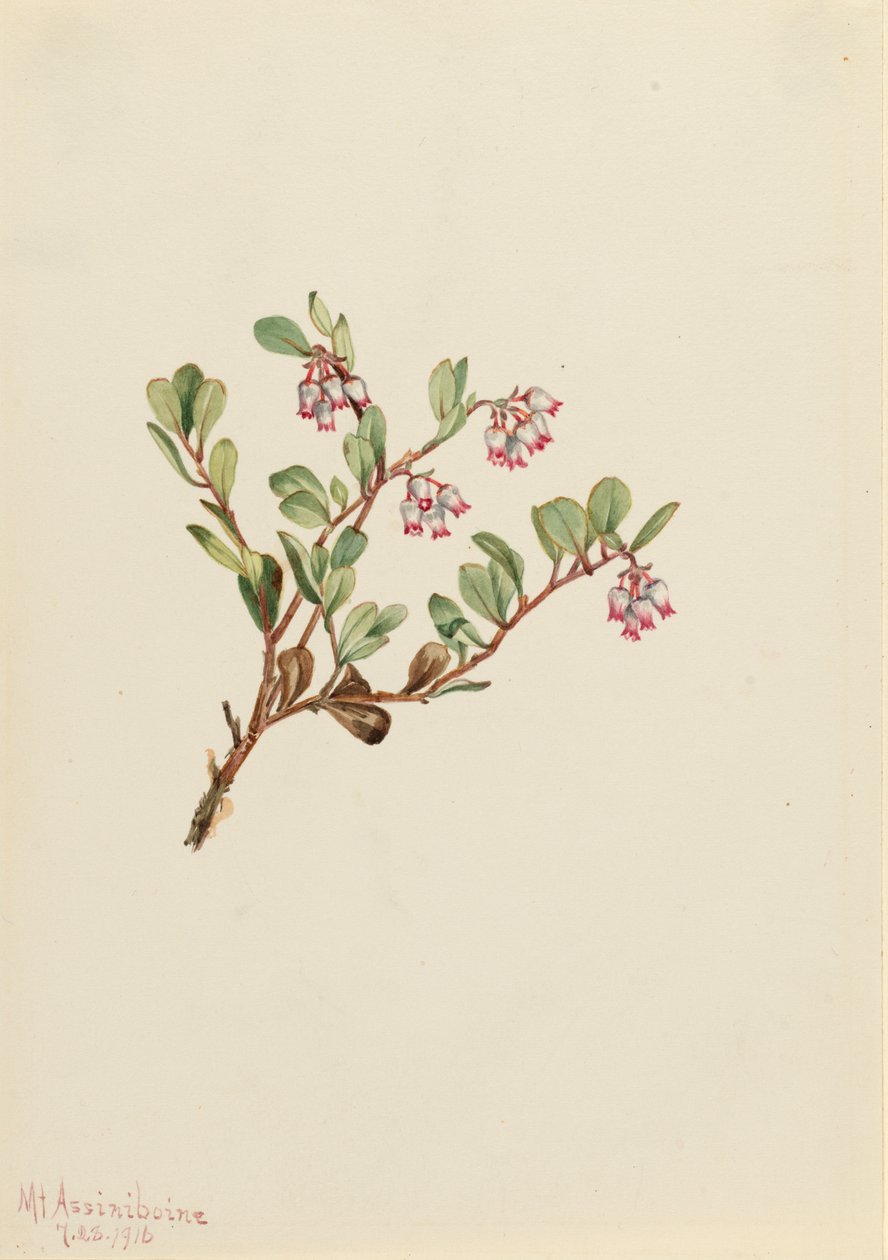 Björnbär Arctostaphylos uva-ursi, 1916. av Mary Vaux Walcott