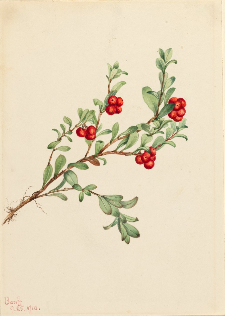 Björnbär Arctostaphylos uva-ursi, 1916. av Mary Vaux Walcott