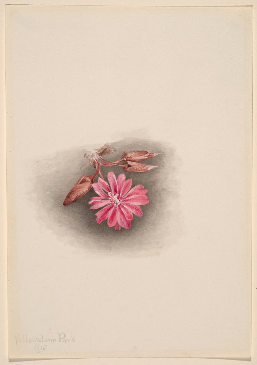 Bitterrot (Lewisia redivivivia) av Mary Vaux Walcott