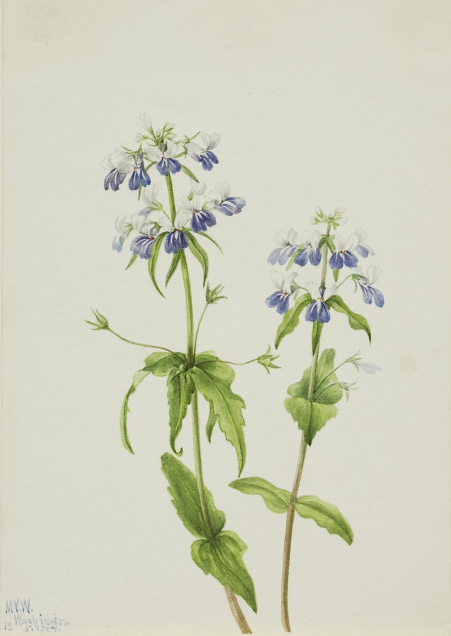 Blue-Eyed Mary Collinsia verna, 1927. av Mary Vaux Walcott