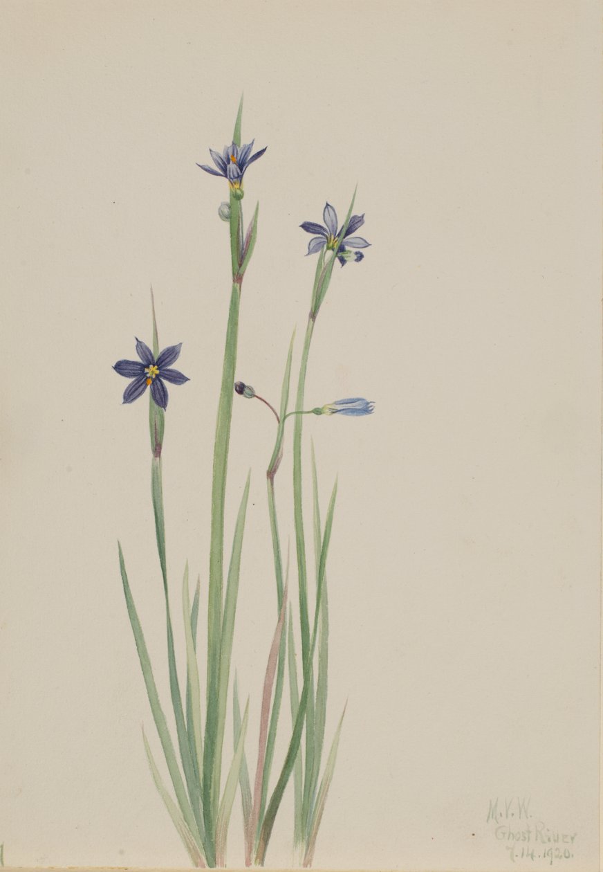 Blåögt gräs Sisyrinchium angustifolium, 1920. av Mary Vaux Walcott