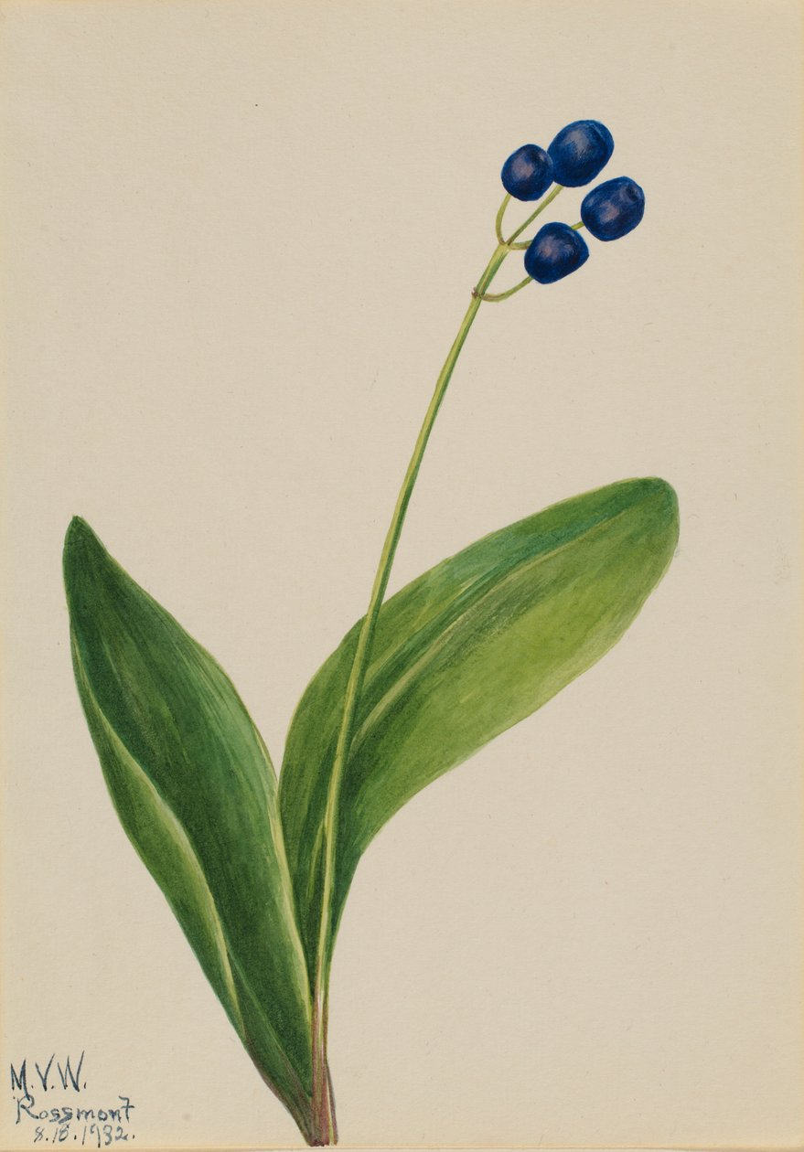 Blå pärla (Clintonia borealis) av Mary Vaux Walcott