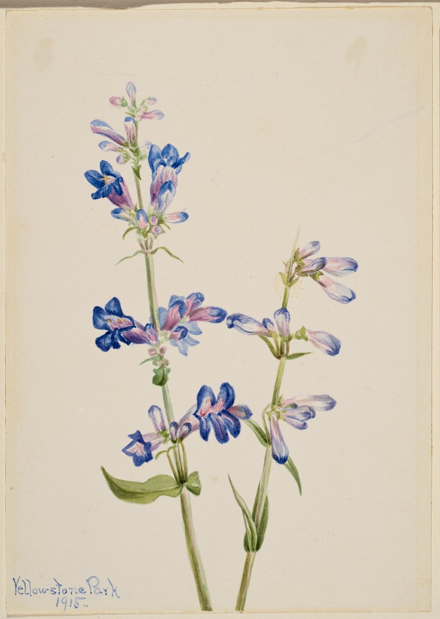 Blå skäggtunga (Pentstemon) av Mary Vaux Walcott