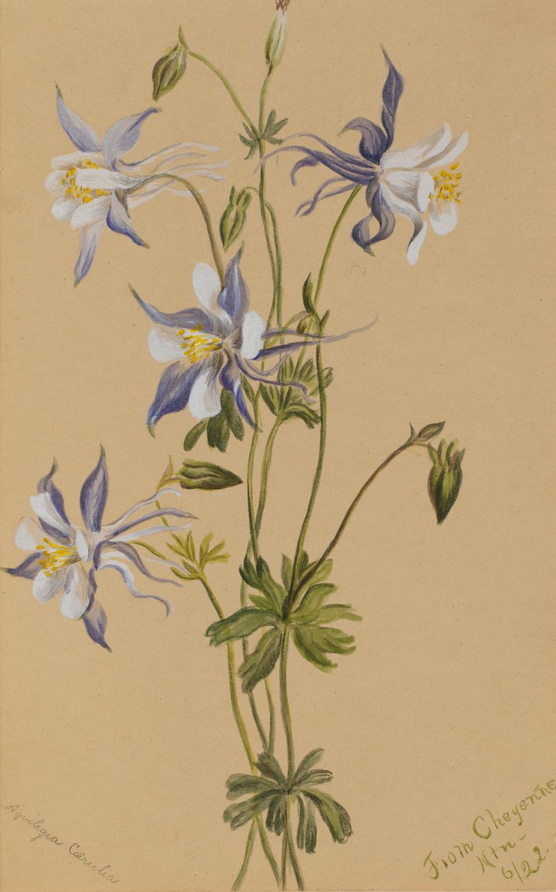 Blå Columbine (Aquilegia caerulea) av Mary Vaux Walcott