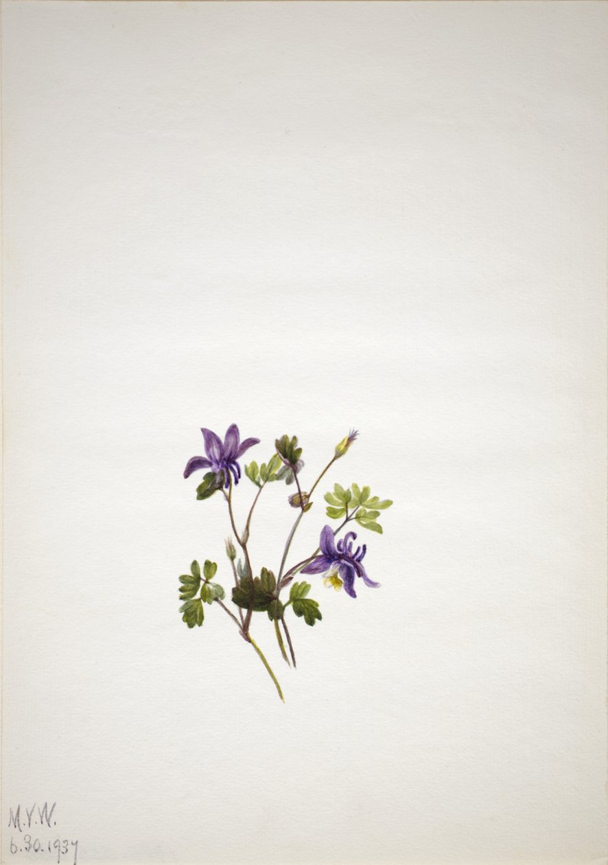 Blå akleja (Aquilegia saximontana) av Mary Vaux Walcott