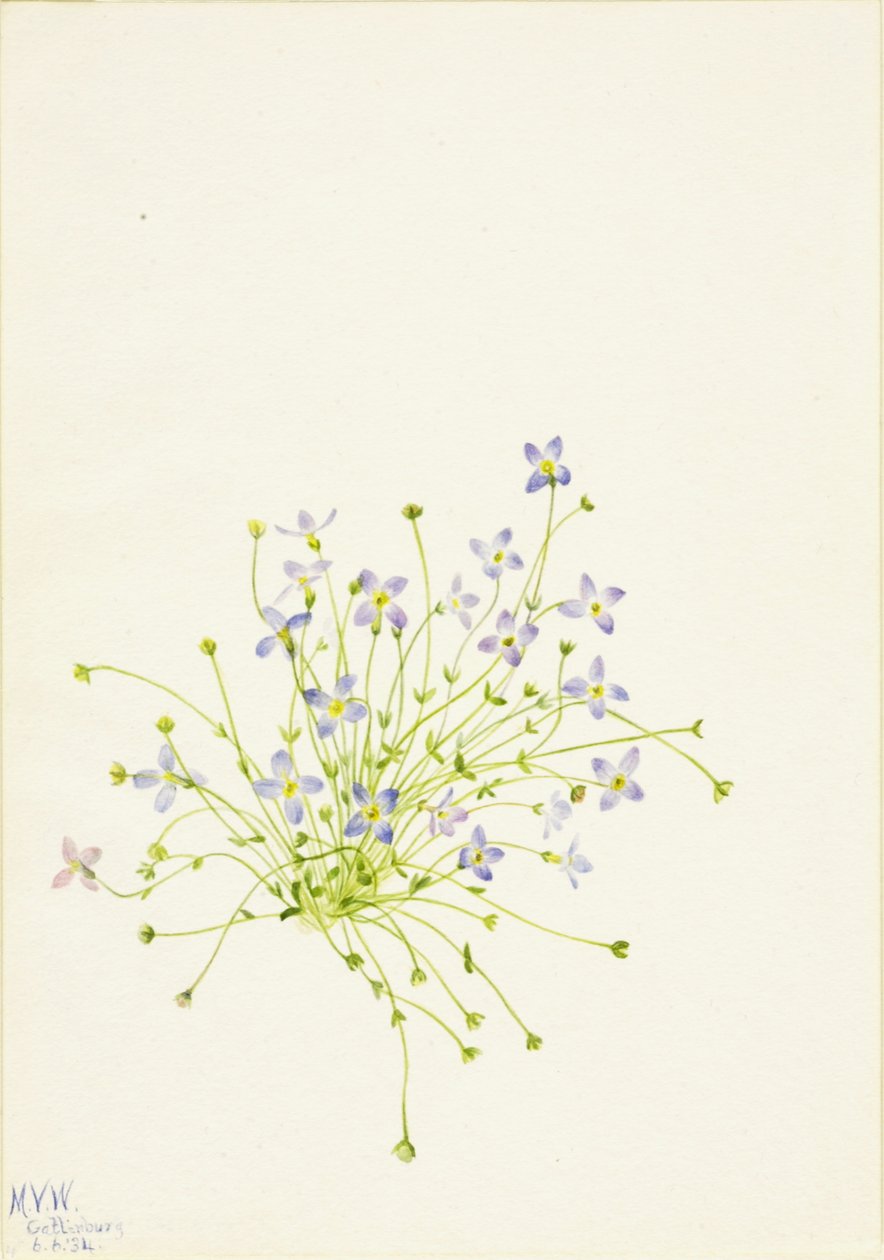 Bluets Houstonia serpyllifolia, 1934. av Mary Vaux Walcott