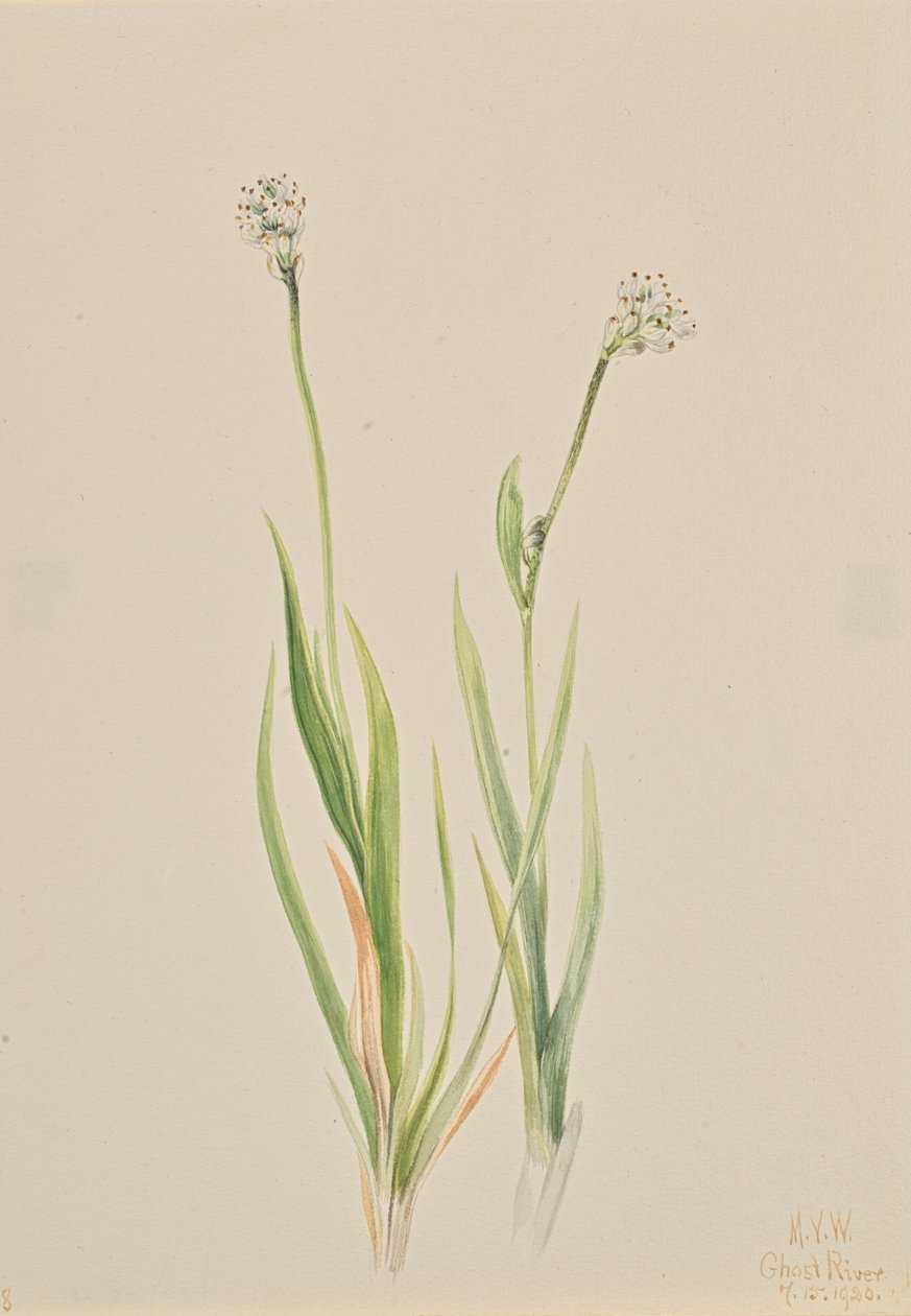 Bog-Asphodel Tofieldia intermedia, 1920. av Mary Vaux Walcott