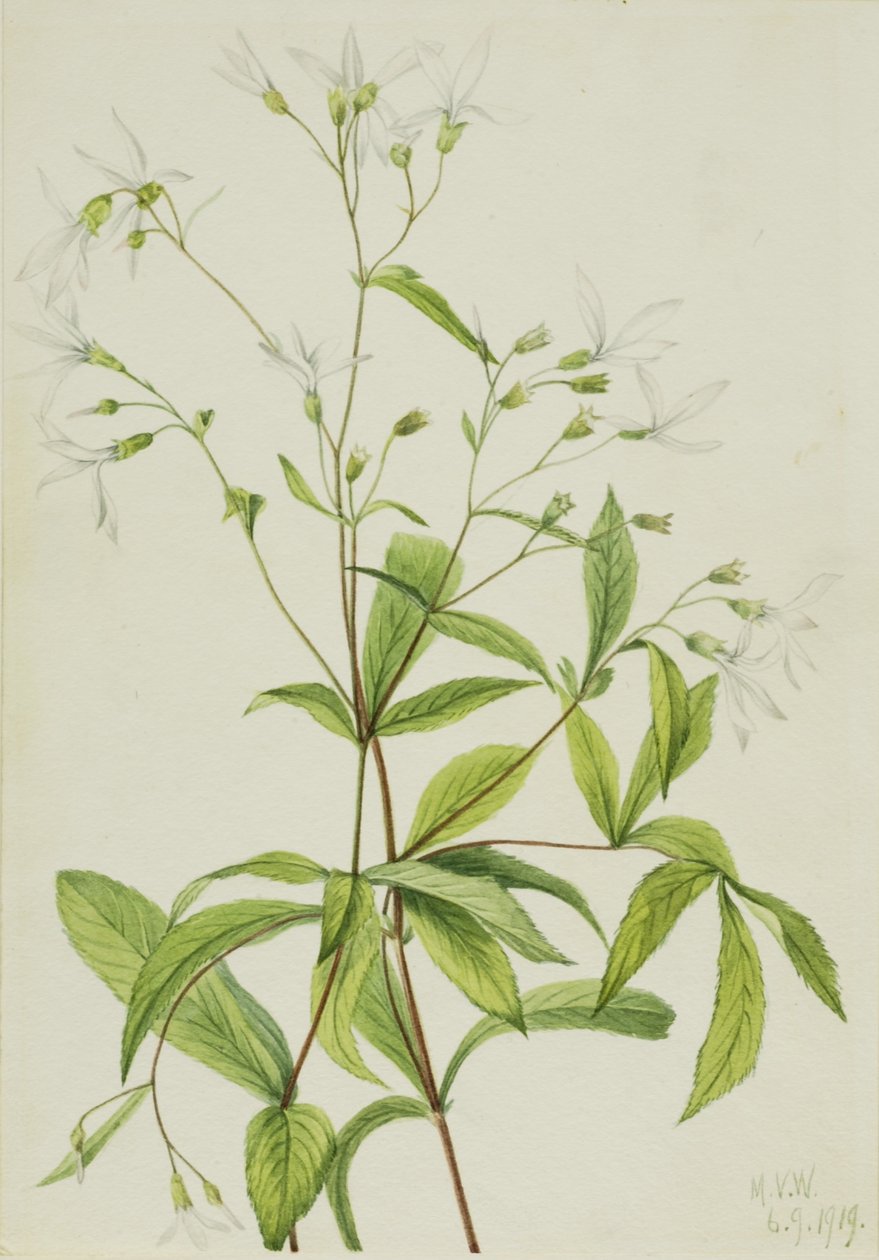 Bowmansroot (Porteranthus trifoliatus) av Mary Vaux Walcott