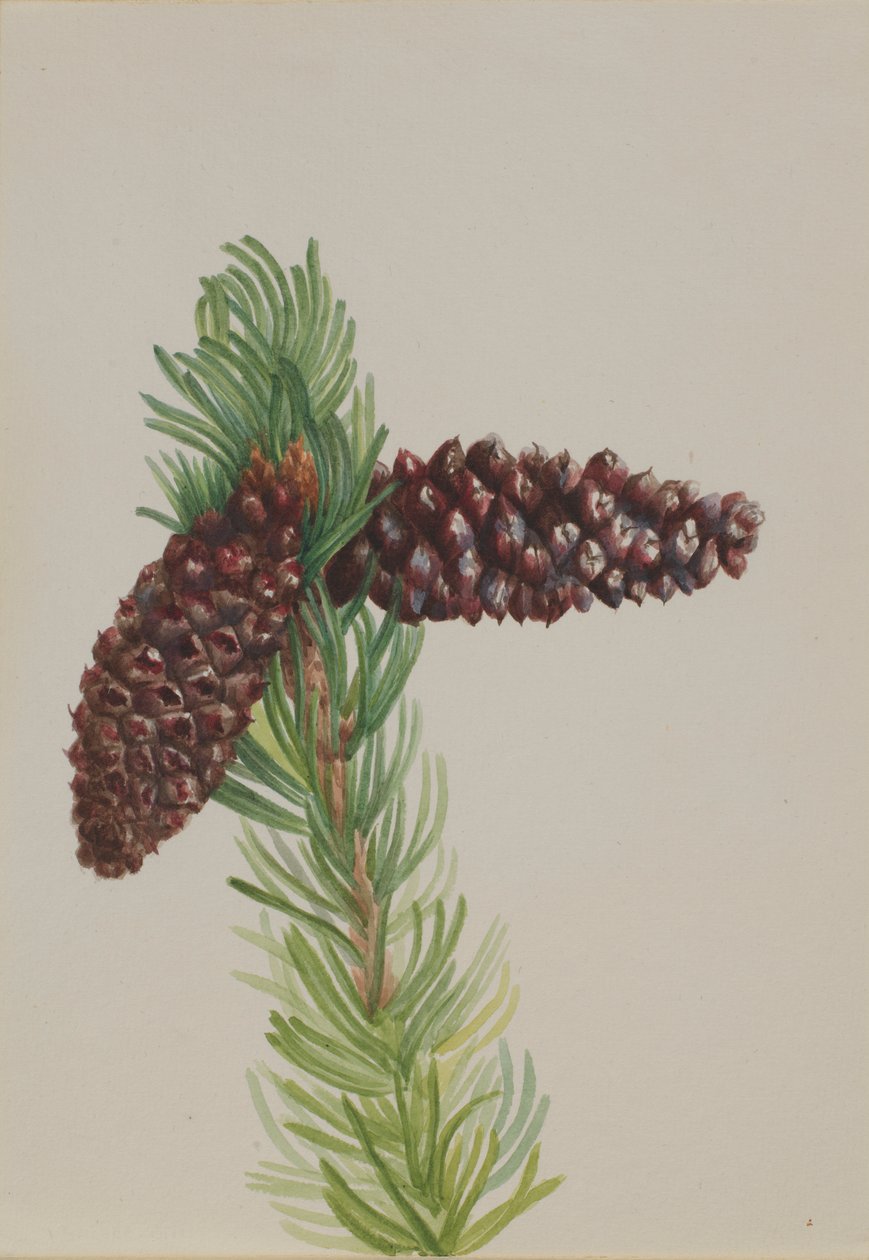 Bristle-Cone tall (Pinus aristata) av Mary Vaux Walcott
